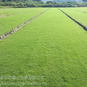 怀化矮生百慕大草皮基地,草坪批发基地