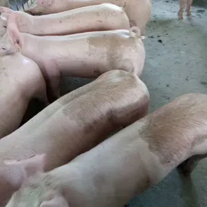 ԭ��̫��ĸ����Ԫ��Ԫ�������ֳ��׶���˹�����