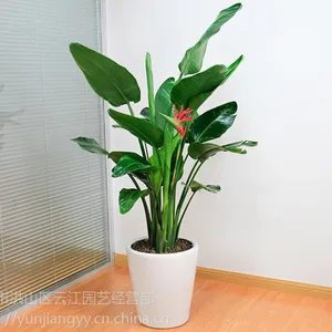 武汉绿植大小鹤望兰盆栽,武汉大型种植基地天堂鸟盆景送货上门,可租摆,武汉送货上门