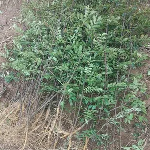 大红袍花椒苗 大红袍花椒苗价格