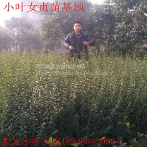 江苏沭阳小叶女贞价格 种植方法及简介 苗圃直销