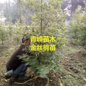 成都青峰苗木2公分楠木价格