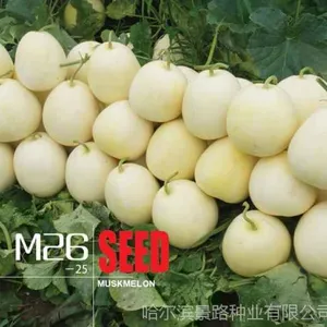 黑龙江甜瓜种植技术