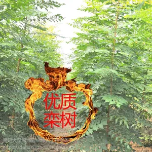 保定大汉绿洲出售优质10公分栾树树苗