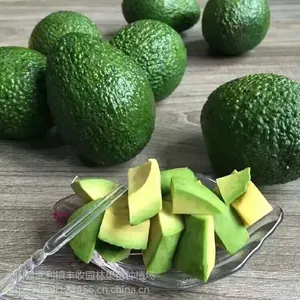 广西大量供应油梨苗东莞牛油果苗15777793411