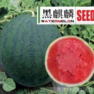 黑龙江早熟西瓜种子价格