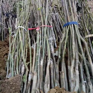 扬帆苗圃供应真核桃苗，真接薄皮核桃苗
