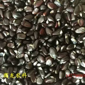 商龙优质出芽***八月瓜八月炸种子