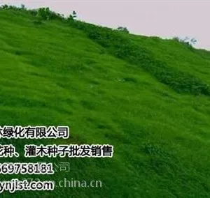 昆明绿化草种价格|昆明绿化草种|景江园林绿化(在线咨询)