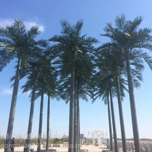 东莞市雅菲仿真树厂家直销 大王椰直销 尺寸可定制 效果逼真