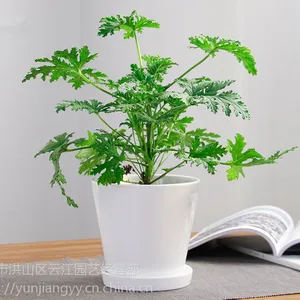 武汉吸甲醛的绿植铁线蕨盆栽,净化空气适合摆放在桌上,武汉送货上门