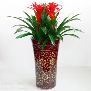 武汉绿植大型凤梨红鸿运当头红星盆栽,开业庆典送礼,可租摆,武汉送货上门