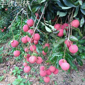 达州糯米糍荔枝苗批发 各类荔枝树苗供应 可地栽盘栽18897887588