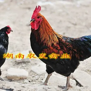 ��Ӧ�Ĵ��ڼ���|��������||�������������