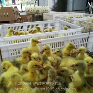 鹅苗供应,河南鹅苗价格,哪里有卖鹅苗的,南阳鹅苗孵化批发基地
