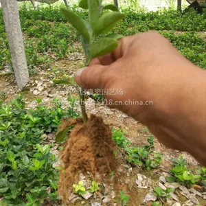 出售20公分高北海道黄杨树苗价格 山东黄杨树苗种植批发基地