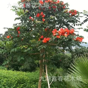 供应火焰木农户直销 澳洲火焰木价格 厂区绿化
