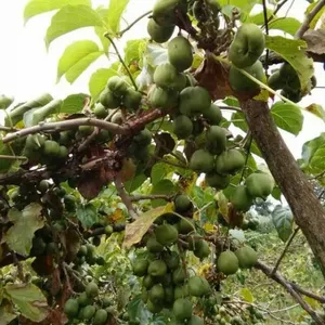 软枣苗