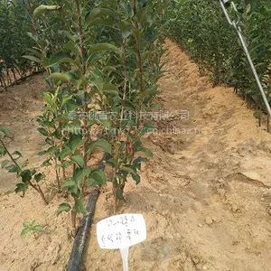 山东0.6公分苹果实生苗价格