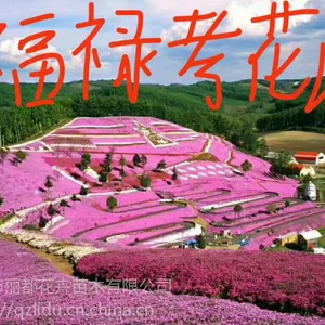 江西【丛生福禄考花海建设供应商】福禄考基地