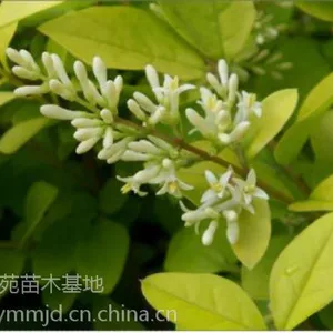 晋州金叶女贞批发市场