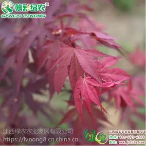 �����쾵��� ������Ҷ �ձ������ �����̻�ʪ�ع�԰���칤����