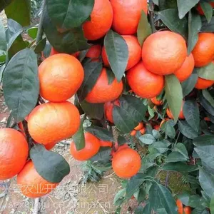 091无籽沃柑苗基地,091无籽沃柑苗价格