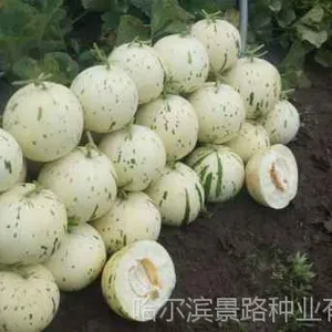 黑龙江早熟香瓜种子价格