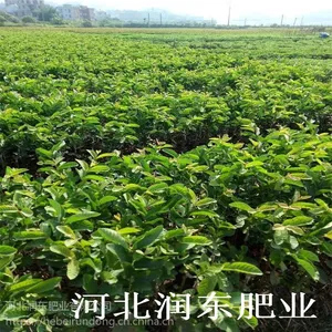 底肥 追肥 专用肥 颗粒有机肥 生物有机肥 高效肥