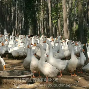 湖北鹅苗厂家,湖北鹅苗孵化场,湖北养鹅基地