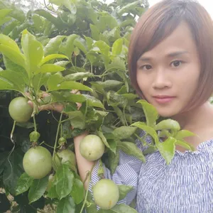 潮洲黄金百香果苗批发 祥云百香果杯苗紫香一号13877713093