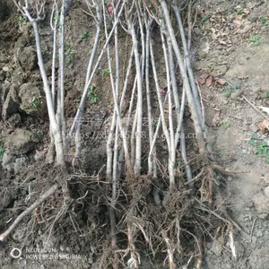山东绿化苗种植基地出售照手桃 红叶碧桃 菊花碧桃规格齐全价格低廉