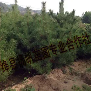 扬帆苗圃供应3米油松，4、5米油松