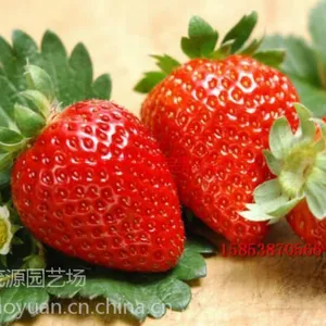 �¼���ݮ������ �����Ѷ��¼���ݮ�����Ǯһ��