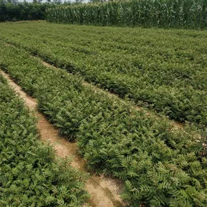 18年花椒树苗基地,花椒树苗新价格, 花椒树苗新图片