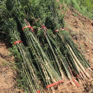 扬帆苗圃供应0.8-1公分国槐小苗，国槐小苗批发