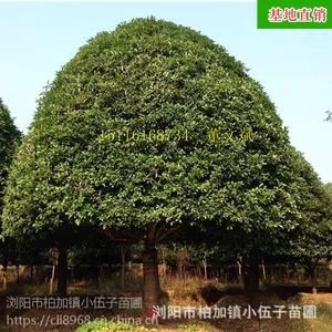湖南桂花树 20至30公分八月桂 树形优美 冠幅饱满 金桂基地直销