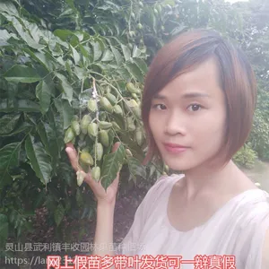 泸州出世甜黄皮苗批发 南宁黄皮树苗15777793411