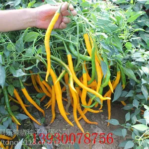 高产黄线椒黄帝长线椒辣椒种子