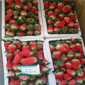 草莓苗品种 江西大棚适合栽的草莓苗品种有哪些