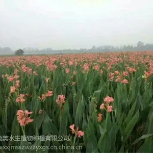 水生植物种植找境美水生18833230022