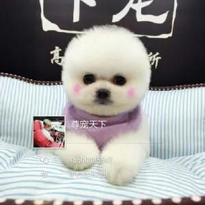 宠物犬购买博美俊介