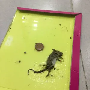 清波有效消灭臭虫与臭虫***