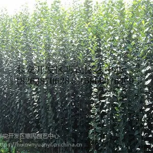 山东威海0.5-8公分苹果原生苗 嫁接苗销售中心