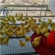 ��Ӧú�������� ����ú�������� ��ȼ�ٶ�ú��������