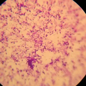 供应胶东样类芽孢杆菌