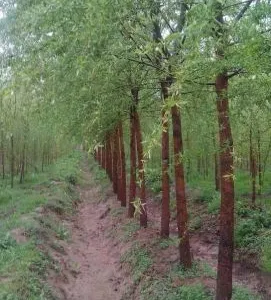 9公分垂柳价格