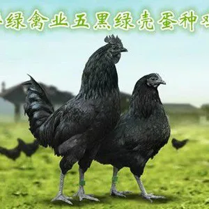 湖北华绿生态农业开发有限公司