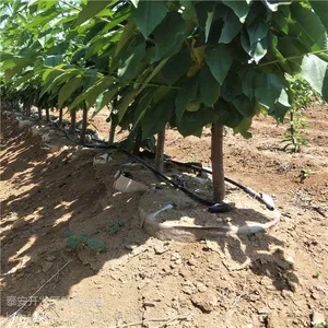 皇家黑兹尔大樱桃树苗 矮化大樱桃照片