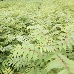 供应香椿树苗、株高50厘米、地径0.5公分